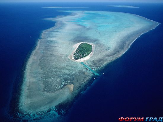 barrier-reef-coral-australia-10