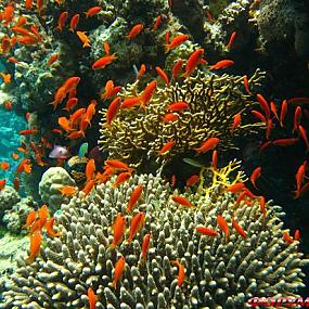 barrier-reef-coral-australia-11