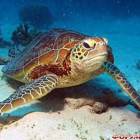 barrier-reef-coral-australia-13