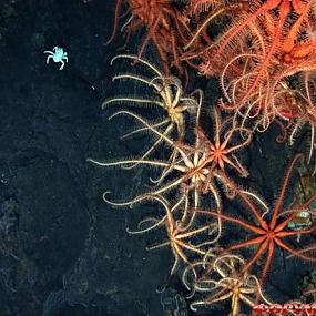 deep-sea-hydrothermal-vent-04