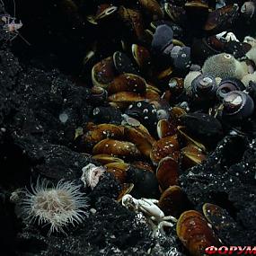 deep-sea-hydrothermal-vent-16