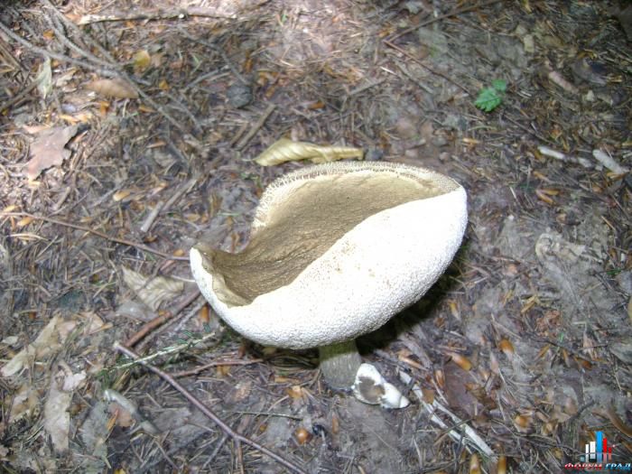 bolgariya2