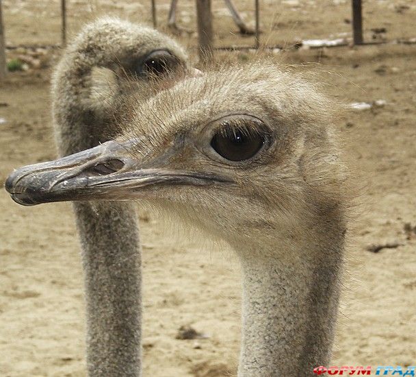 самостоятельные путешествия