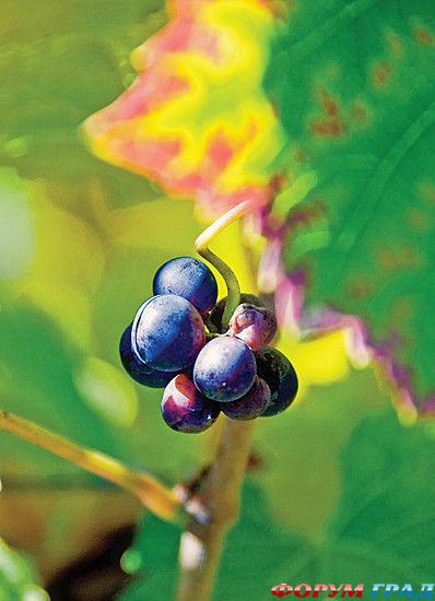 самостоятельные путешествия