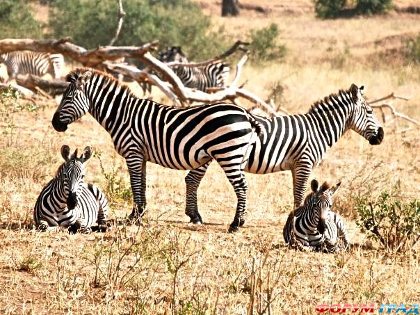 самостоятельные путешествия