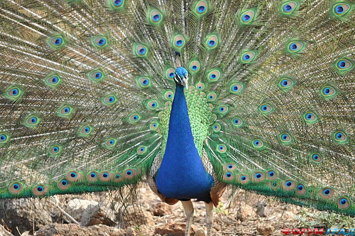 самостоятельные путешествия