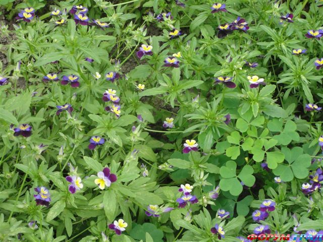 самостоятельные путешествия