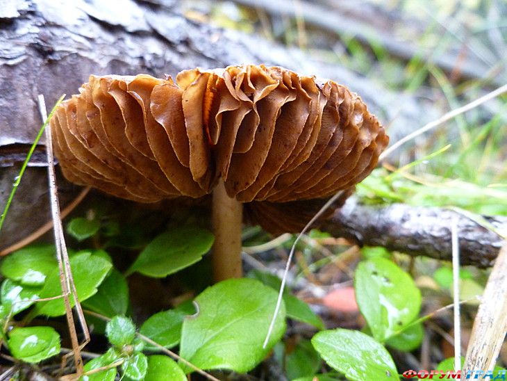 самостоятельные путешествия