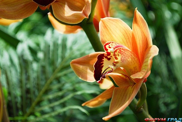 самостоятельные путешествия