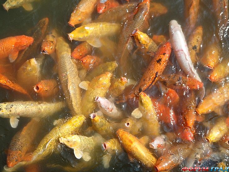 самостоятельные путешествия