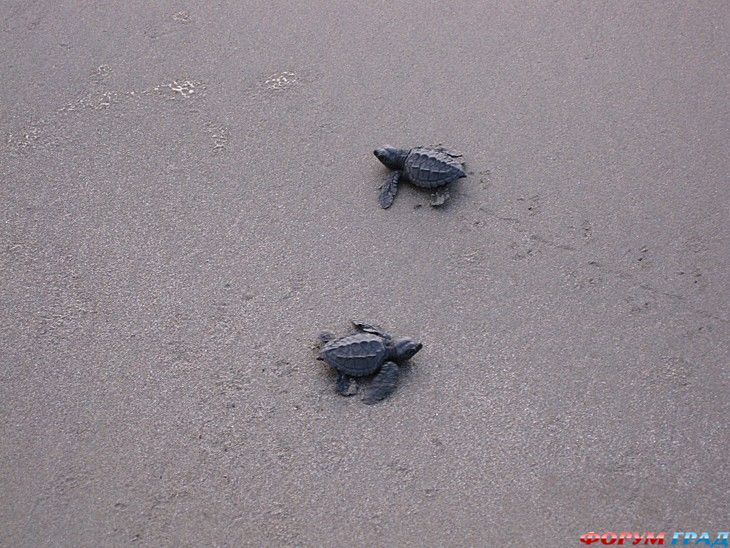 самостоятельные путешествия