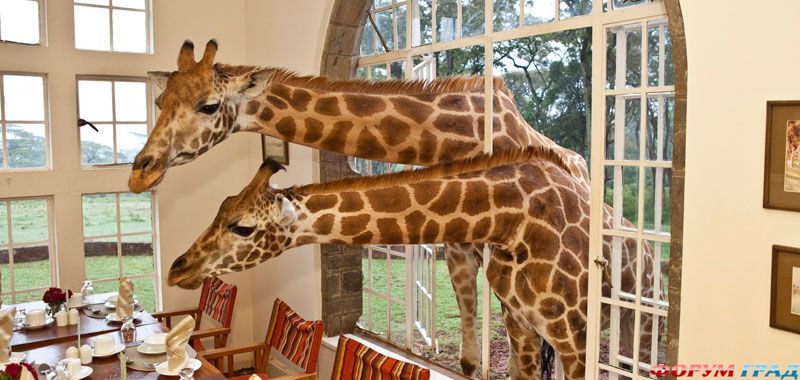 В отеле Giraffe Manor