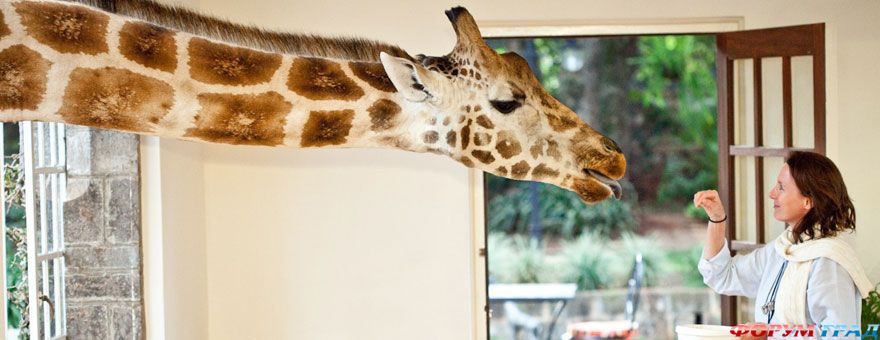 Жирафы в отеле Giraffe Manor