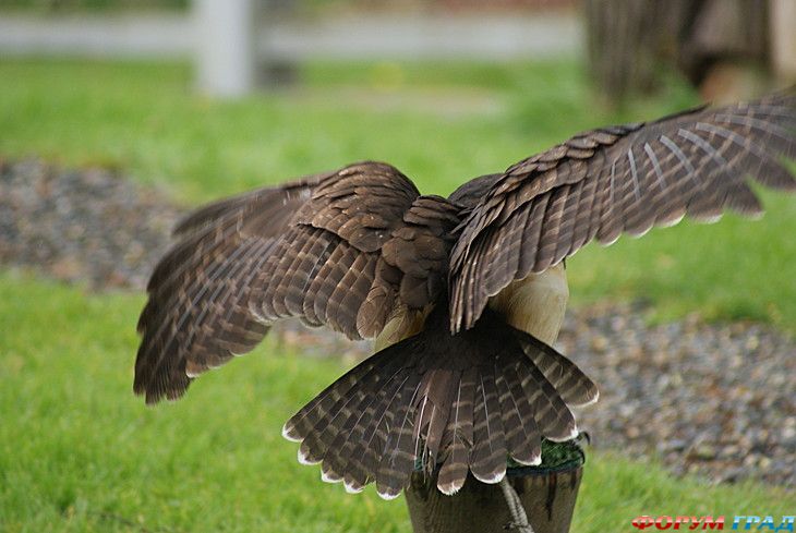 форум туристов