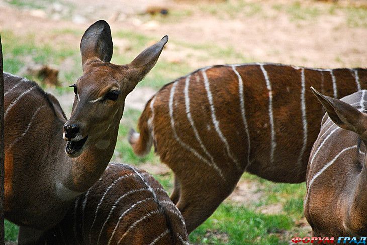 форум туристов