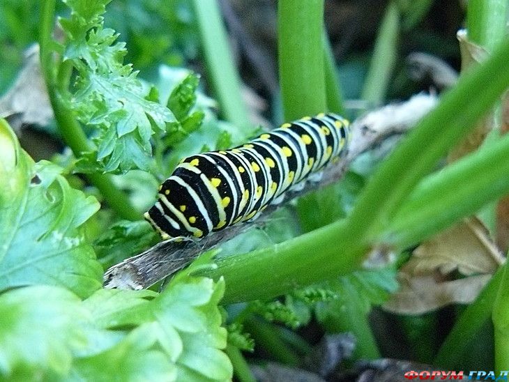 форум туристов