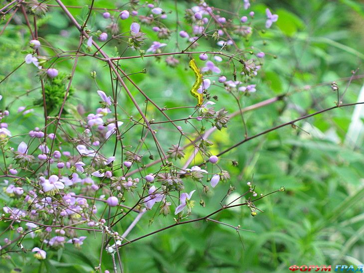 форум туристов