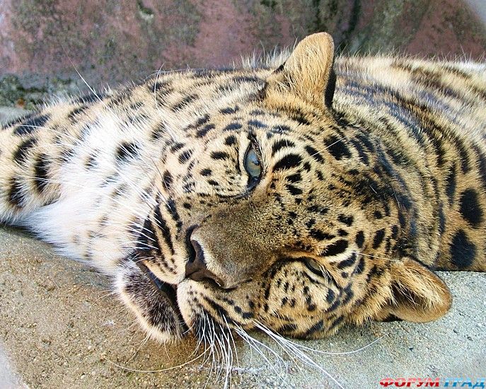 форум туристов