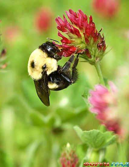 форум туристов