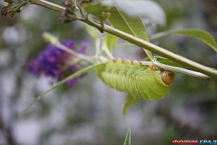 форум туристов