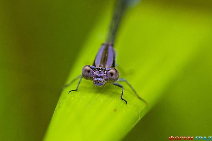 форум туристов