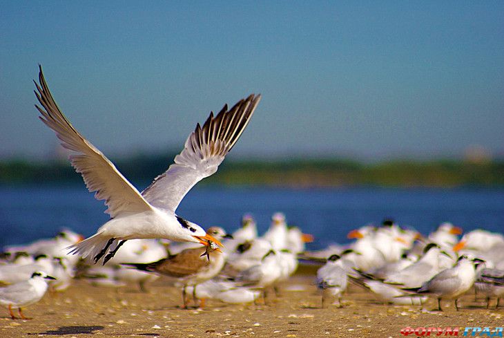 форум туристов