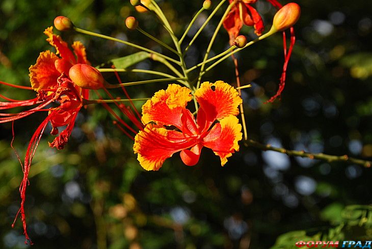 форум туристов