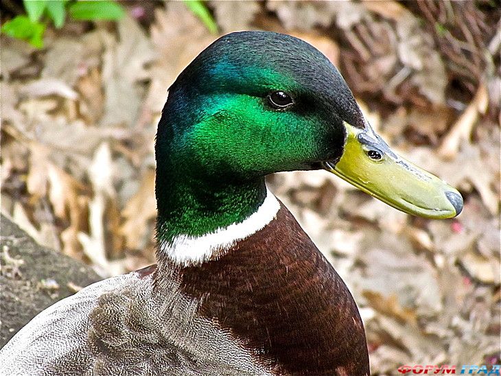 форум туристов