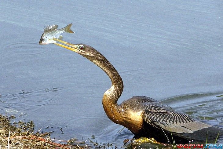 форум туристов