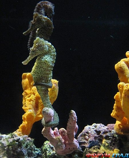 форум туристов