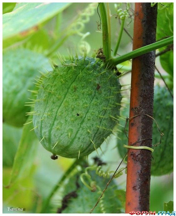 Дикий огурец