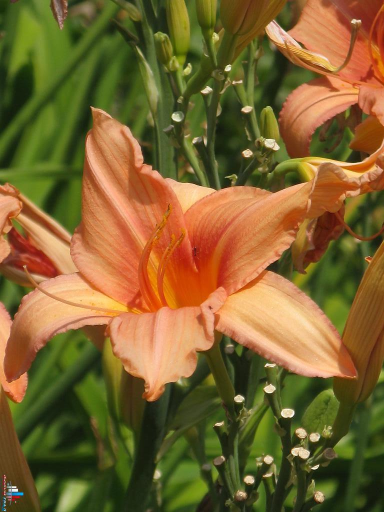 Ботанический сад. Лилейник.