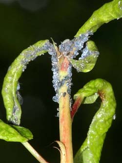 Вредители плодовых культур - тля