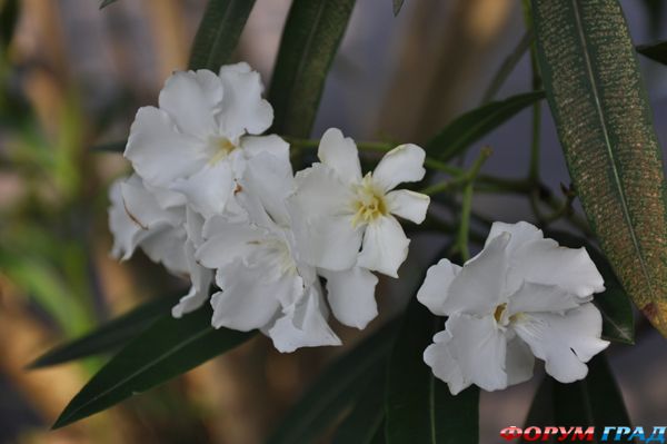 Белый олеандр