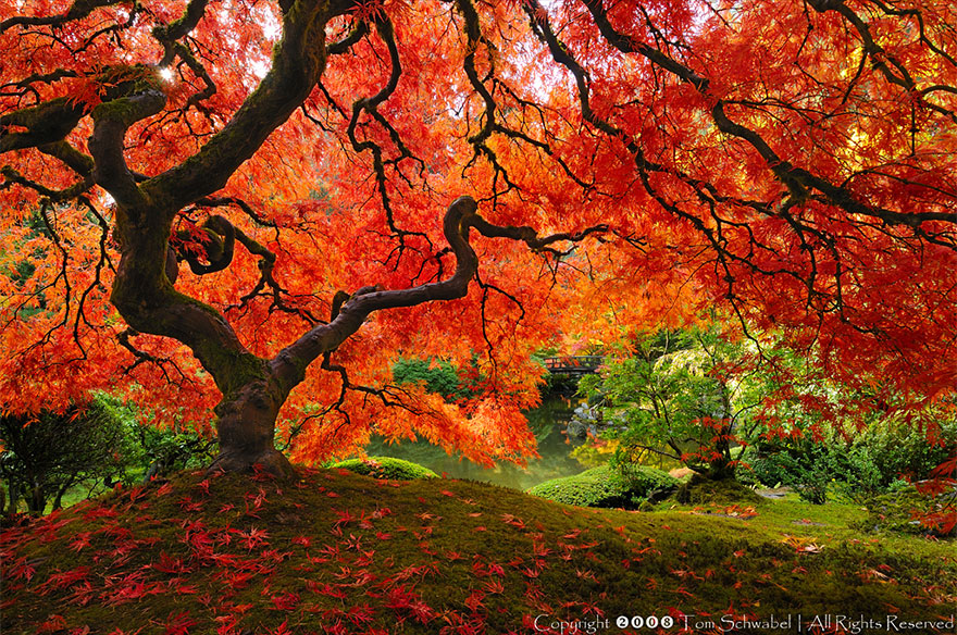 beautiful-trees-08