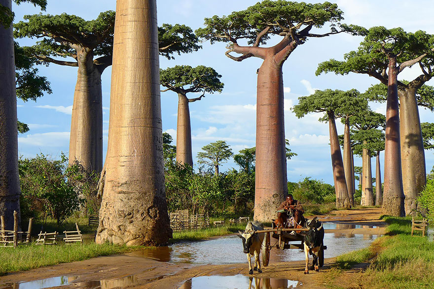 beautiful-trees-10