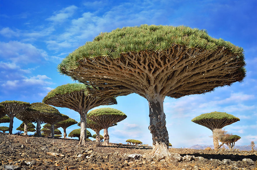 beautiful-trees-11