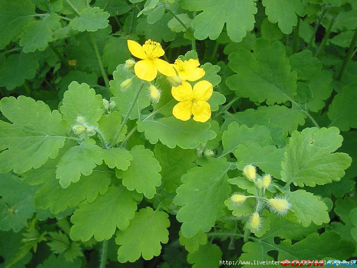 лечение псориаза народными средствами