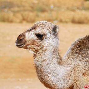 camel-park