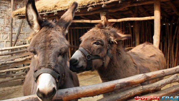 donkey-farm