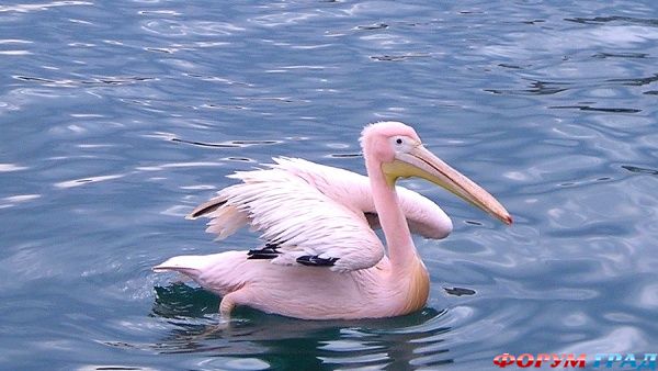 paphos- bird