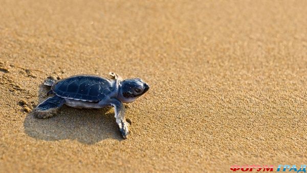 turtle-beach