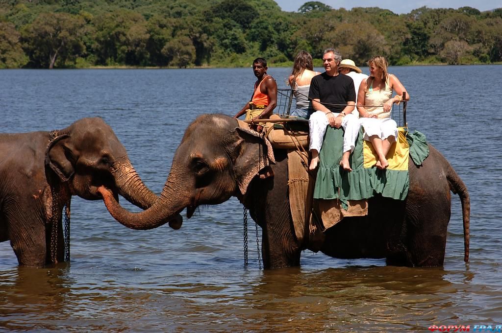 Езда на слонах возле отеля Kandalama