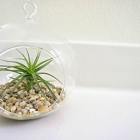 air-plant-decor-04