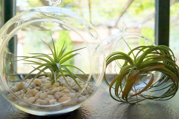 air-plant-decor-05