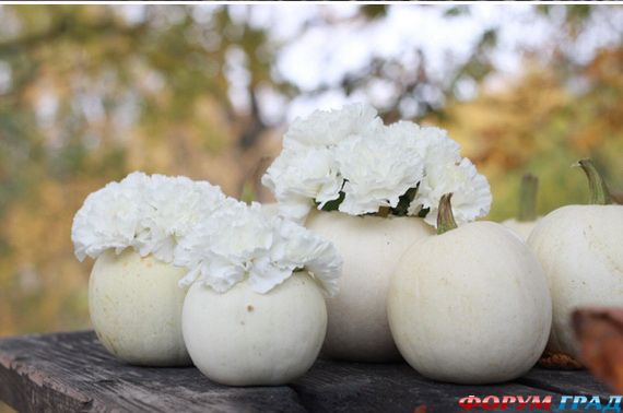 Белая тыква