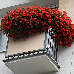 balcony-flowers-03