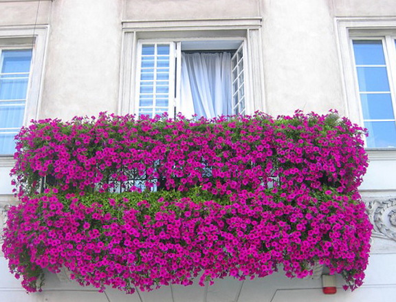 balcony-flowers-06