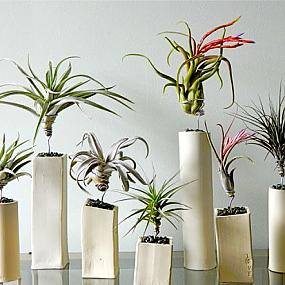 beautiful-indoor-plants-02