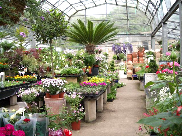 beautiful-indoor-plants-03